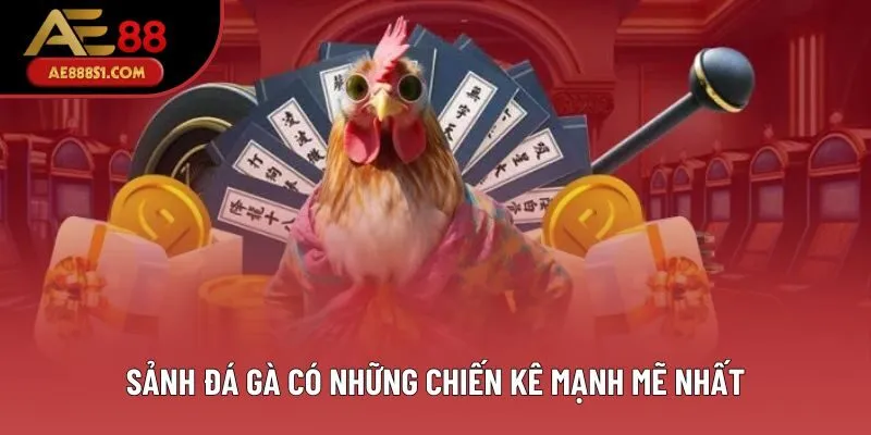 Sảnh đá gà có những chiến kê mạnh mẽ nhất