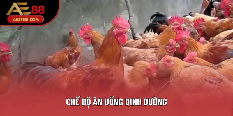 Chế độ ăn uống dinh dưỡng