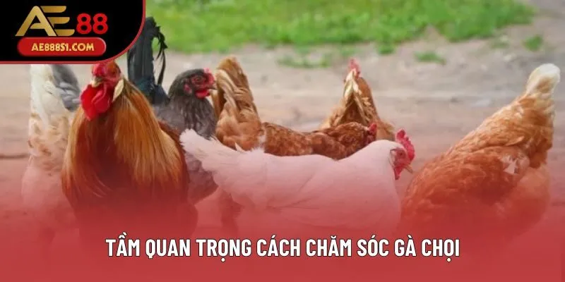 Tầm quan trọng cách chăm sóc gà chọi