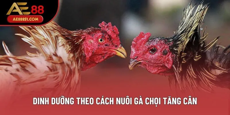 Dinh dưỡng theo cách nuôi gà chọi tăng cân Dinh dưỡng theo cách nuôi gà chọi tăng cân