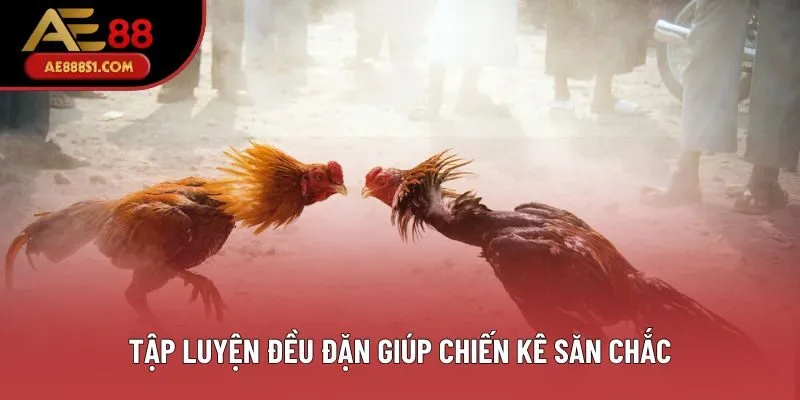 Tập luyện đều đặn giúp chiến kê săn chắc Tập luyện đều đặn giúp chiến kê săn chắc