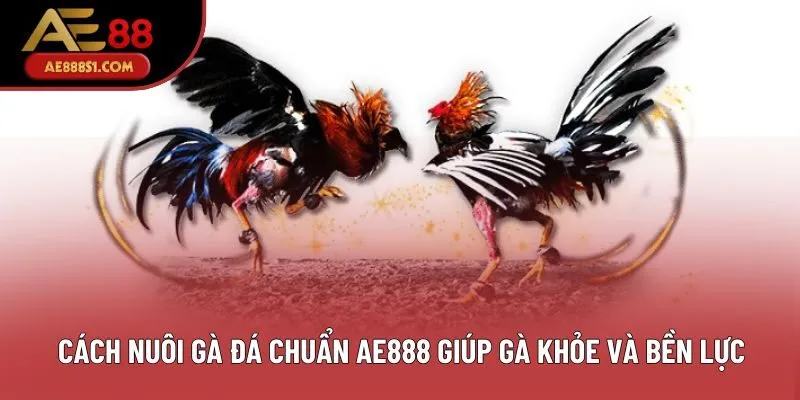 Cách Nuôi Gà Đá Chuẩn Giúp Chiến Kê Khỏe Và Bền Lực