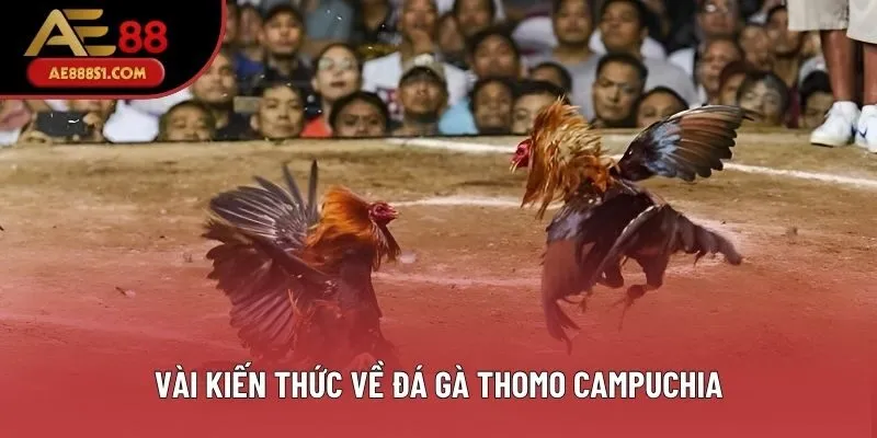 Vài kiến thức về đá gà Thomo Campuchia
