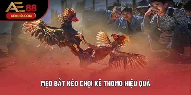 Mẹo bắt kèo chọi kê Thomo hiệu quả