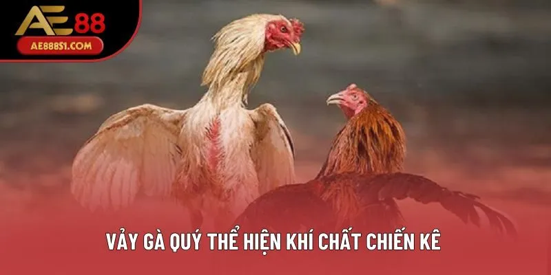 Vảy gà quý thể hiện khí chất chiến kê  Vảy gà quý thể hiện khí chất chiến kê