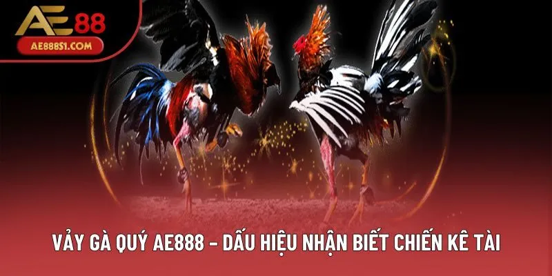 Vảy Gà Quý - Dấu Hiệu Nhận Biết Những Chiến Kê Tài