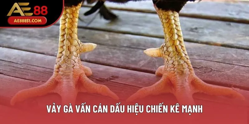 Vảy gà vấn cán dấu hiệu chiến kê mạnh